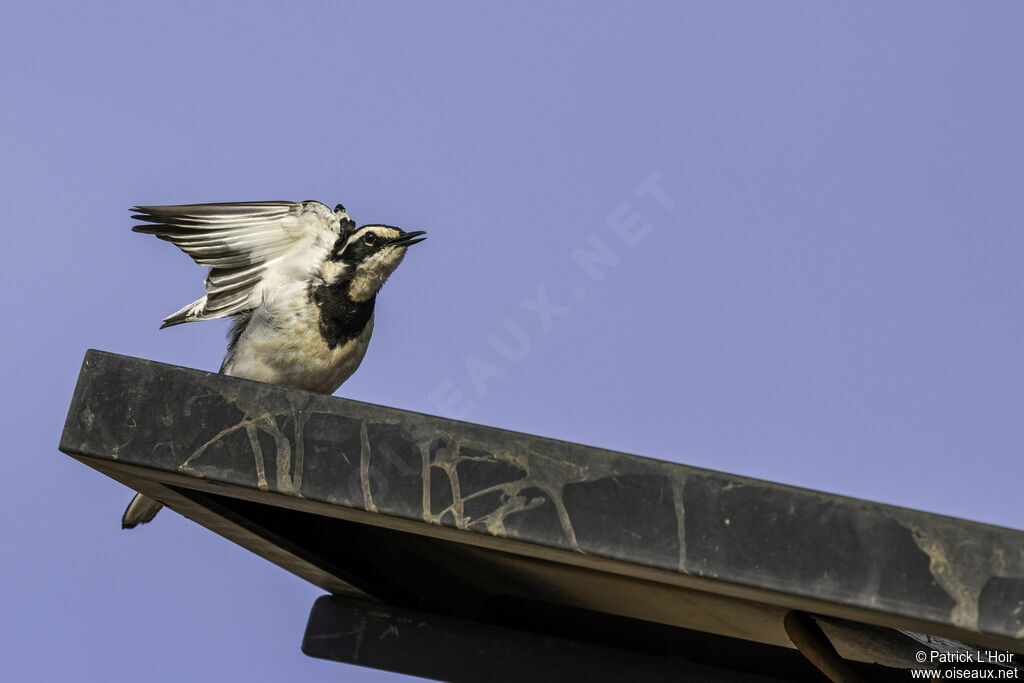 African Pied Wagtailadult