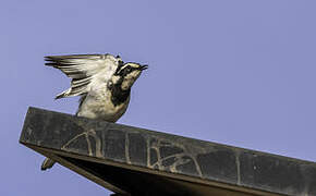 African Pied Wagtail