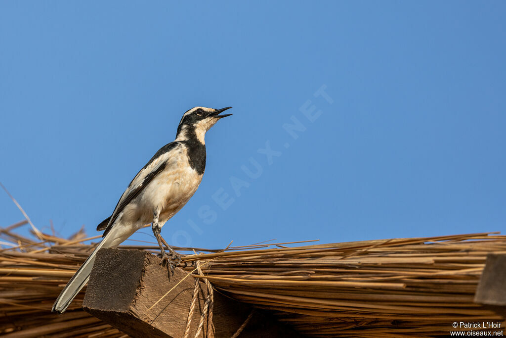 African Pied Wagtail