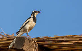 African Pied Wagtail