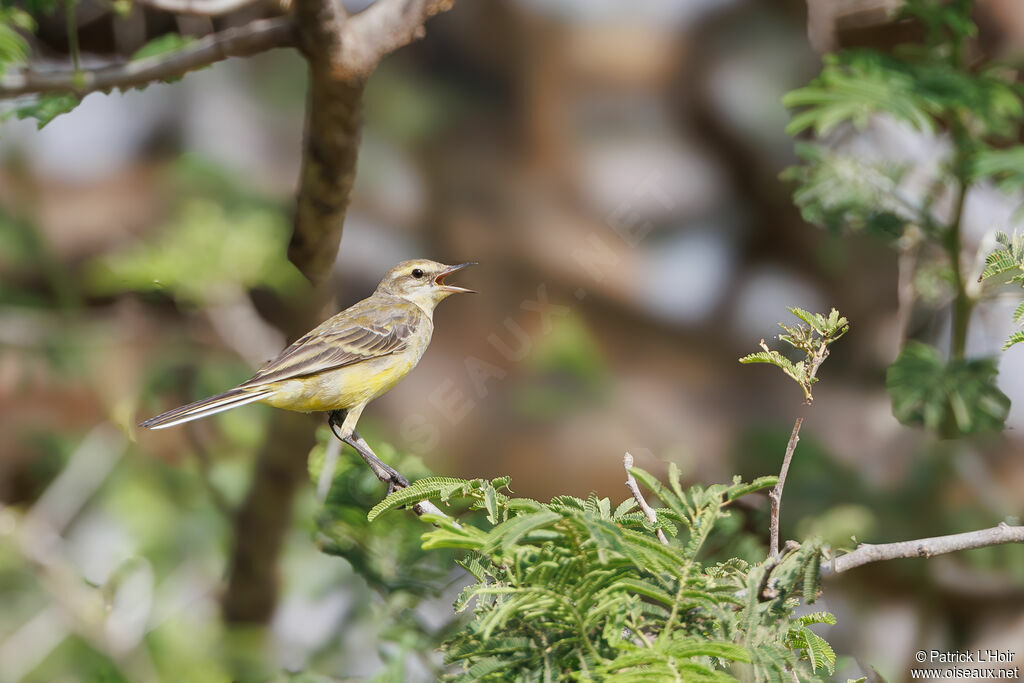 Western Yellow Wagtail