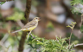 Western Yellow Wagtail