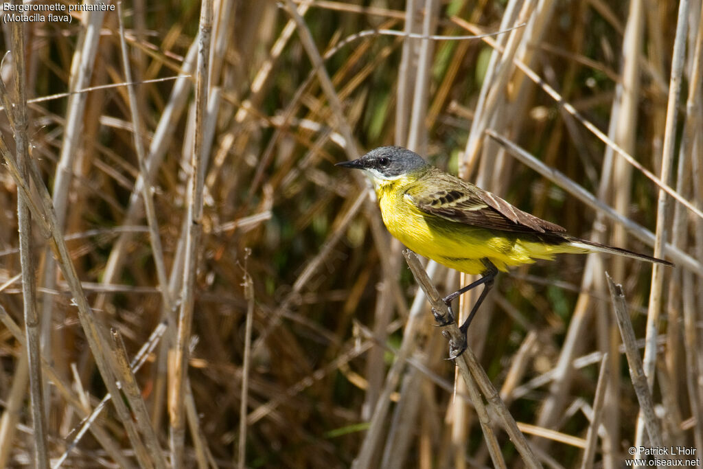 Western Yellow Wagtailadult