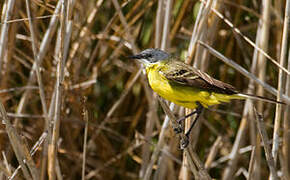 Western Yellow Wagtail