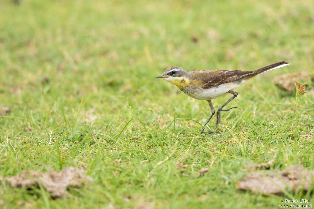 Western Yellow Wagtail