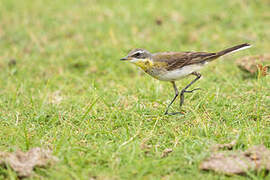 Western Yellow Wagtail