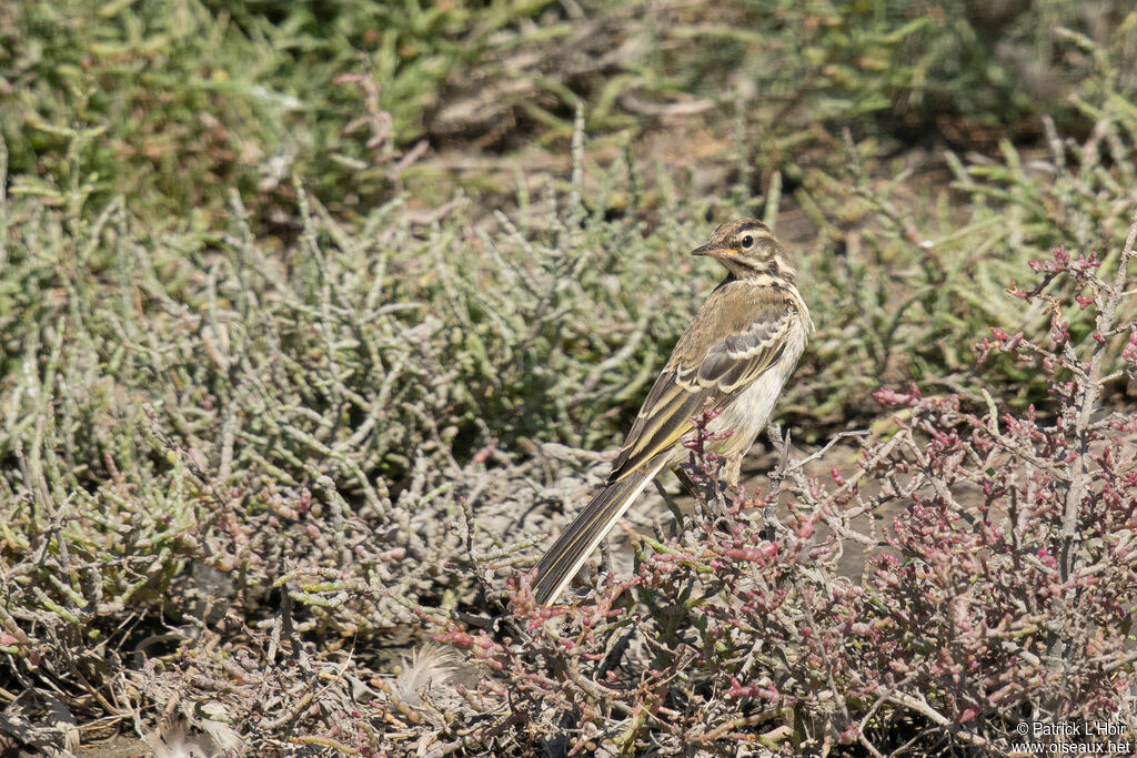 Western Yellow Wagtailjuvenile