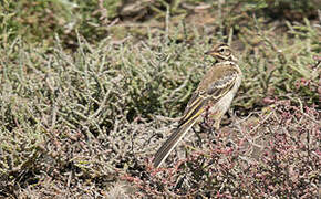 Western Yellow Wagtail