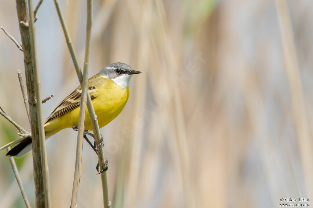 Western Yellow Wagtail