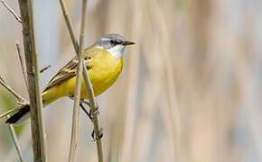 Western Yellow Wagtail