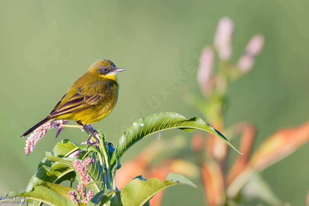 Western Yellow Wagtail male adult, identification