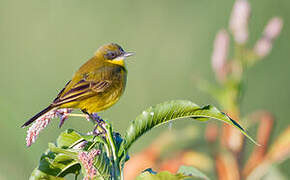 Western Yellow Wagtail