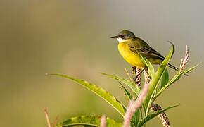 Western Yellow Wagtail