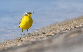 Western Yellow Wagtail