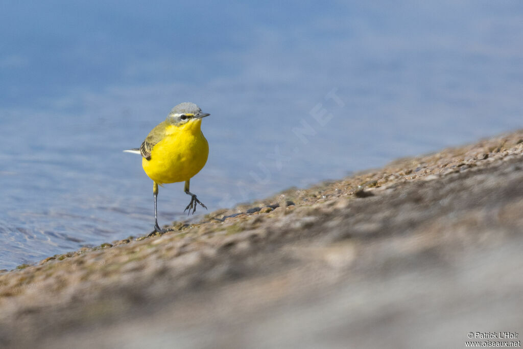 Western Yellow Wagtail