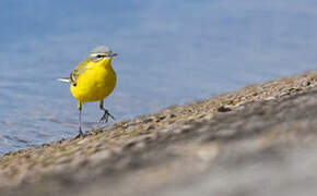 Western Yellow Wagtail