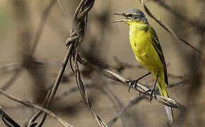 Western Yellow Wagtail