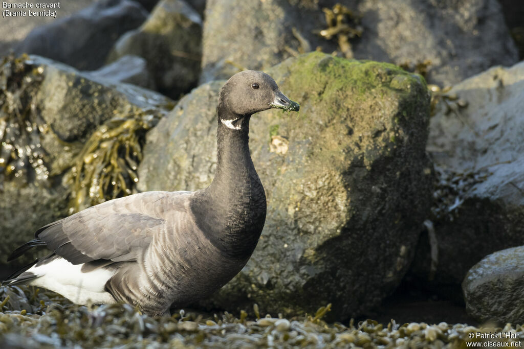 Brant Goose