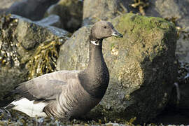 Brant Goose