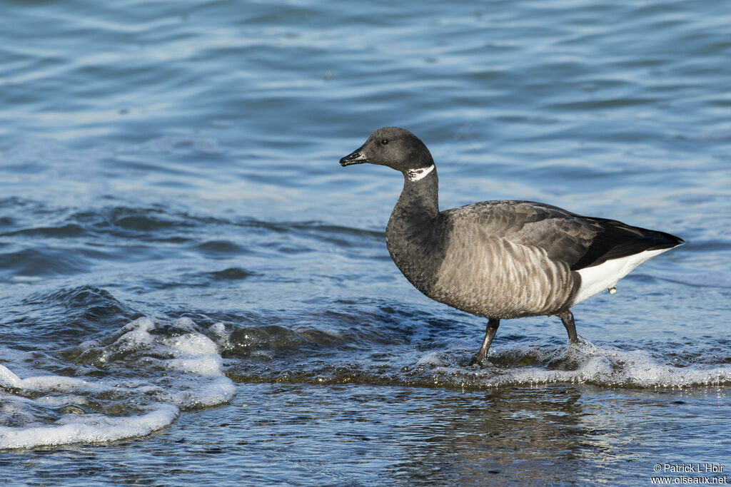 Brant Goose