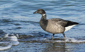 Brant Goose