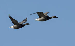 Brant Goose