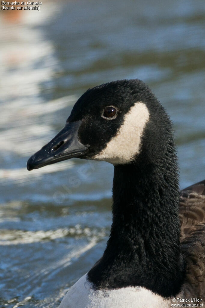 Canada Goose