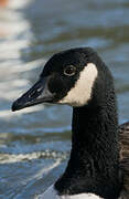 Canada Goose