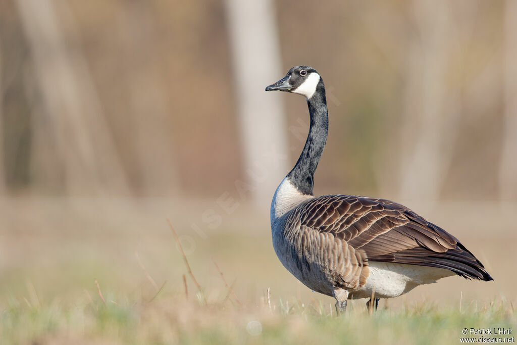 Canada Goose