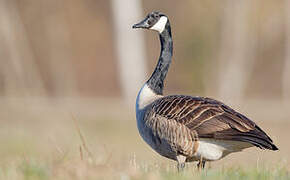 Canada Goose