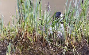 Canada Goose