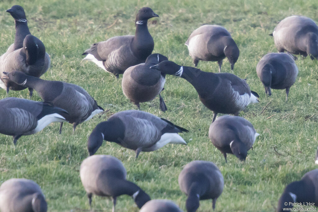 Brant Goose (nigricans)adult post breeding