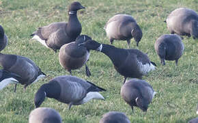 Brant Goose (nigricans)