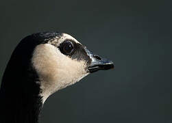 Barnacle Goose