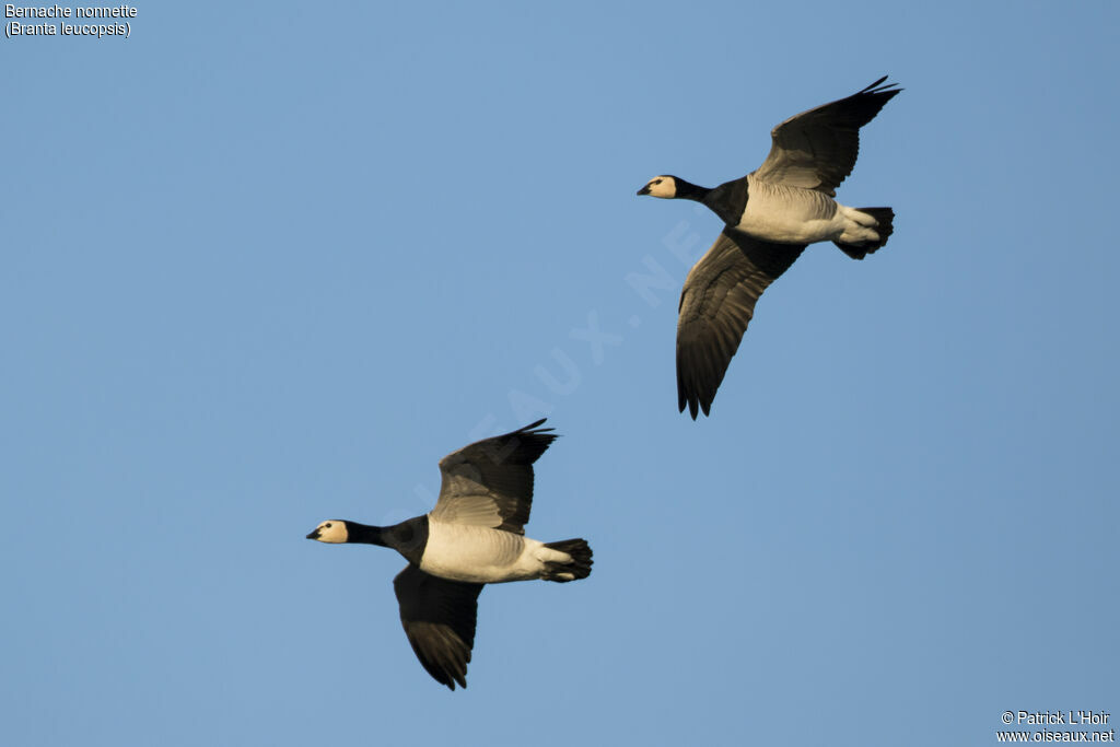 Barnacle Goose