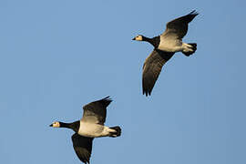 Barnacle Goose