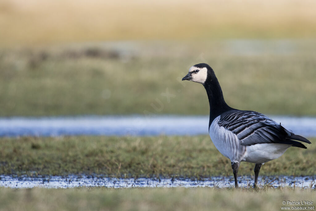 Barnacle Goose