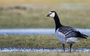 Barnacle Goose