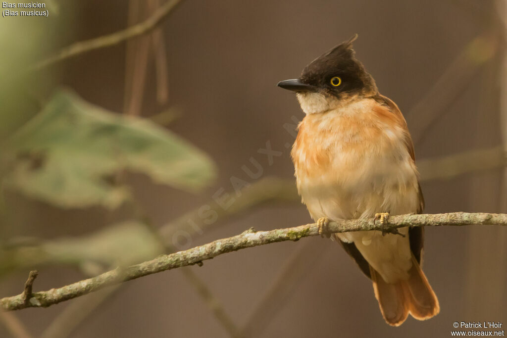 Black-and-white Shrike-flycatcher female adult