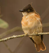 Black-and-white Shrike-flycatcher