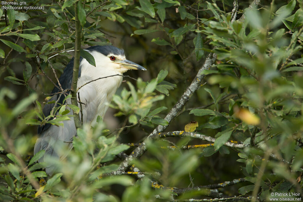 Black-crowned Night Heronadult