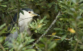 Black-crowned Night Heron