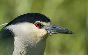 Black-crowned Night Heron