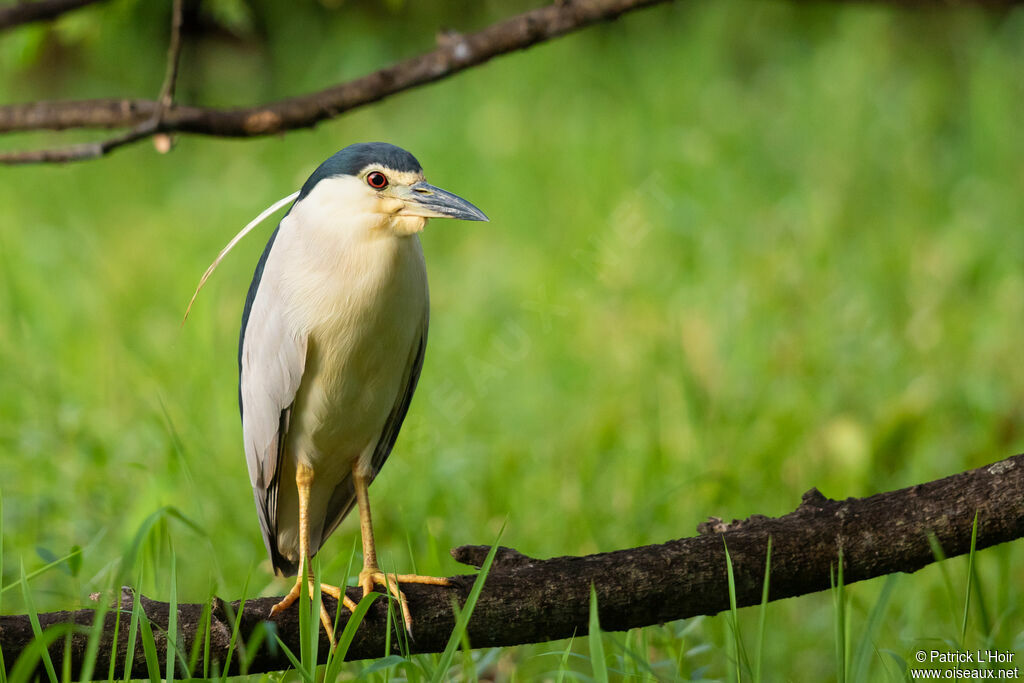 Black-crowned Night Heron