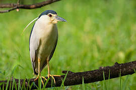 Black-crowned Night Heron