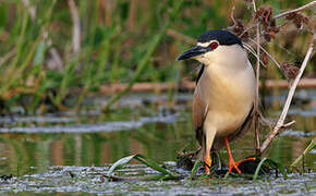 Black-crowned Night Heron