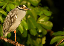 Yellow-crowned Night Heron