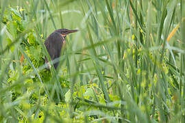 Black Bittern