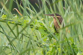 Black Bittern