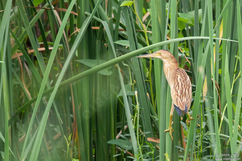 Yellow Bittern